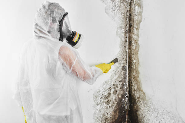 Trusted Paradise, NV Mold Remediation Experts