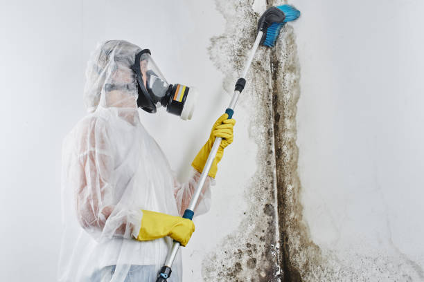 Best Commercial Mold Remediation in Paradise, NV