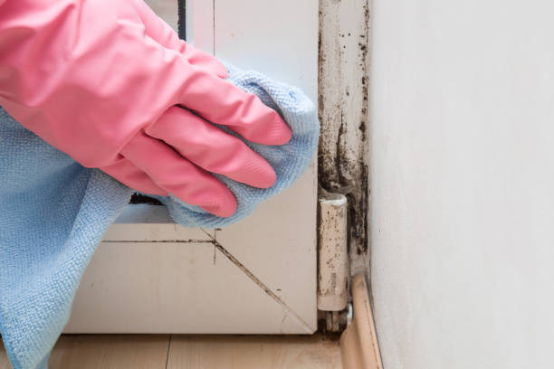 Best Residential Mold Remediation in Paradise, NV